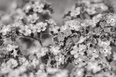 Close-up of flowers