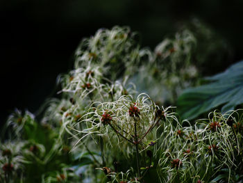 Close-up of flowering plant on field
