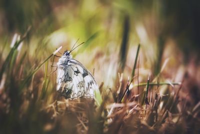Close-up of butterfly on flower