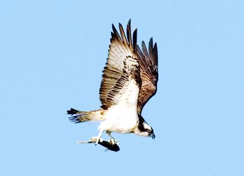 Low angle view of osprey eagle flying against clear blue sky