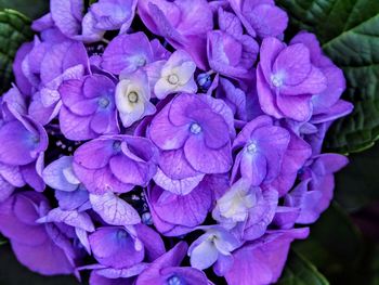 Close-up of purple hydrangea flowers