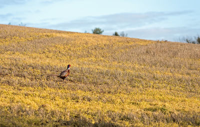 Bird perching on field against sky