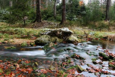 Reflection of trees in water