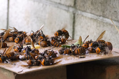 Close-up of honey bee