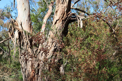 View of birds on tree trunk