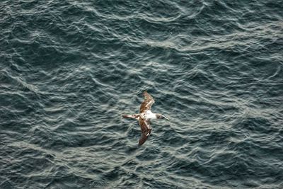 High angle view of man swimming in sea