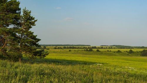 Summer meadows and fields on a sunny day