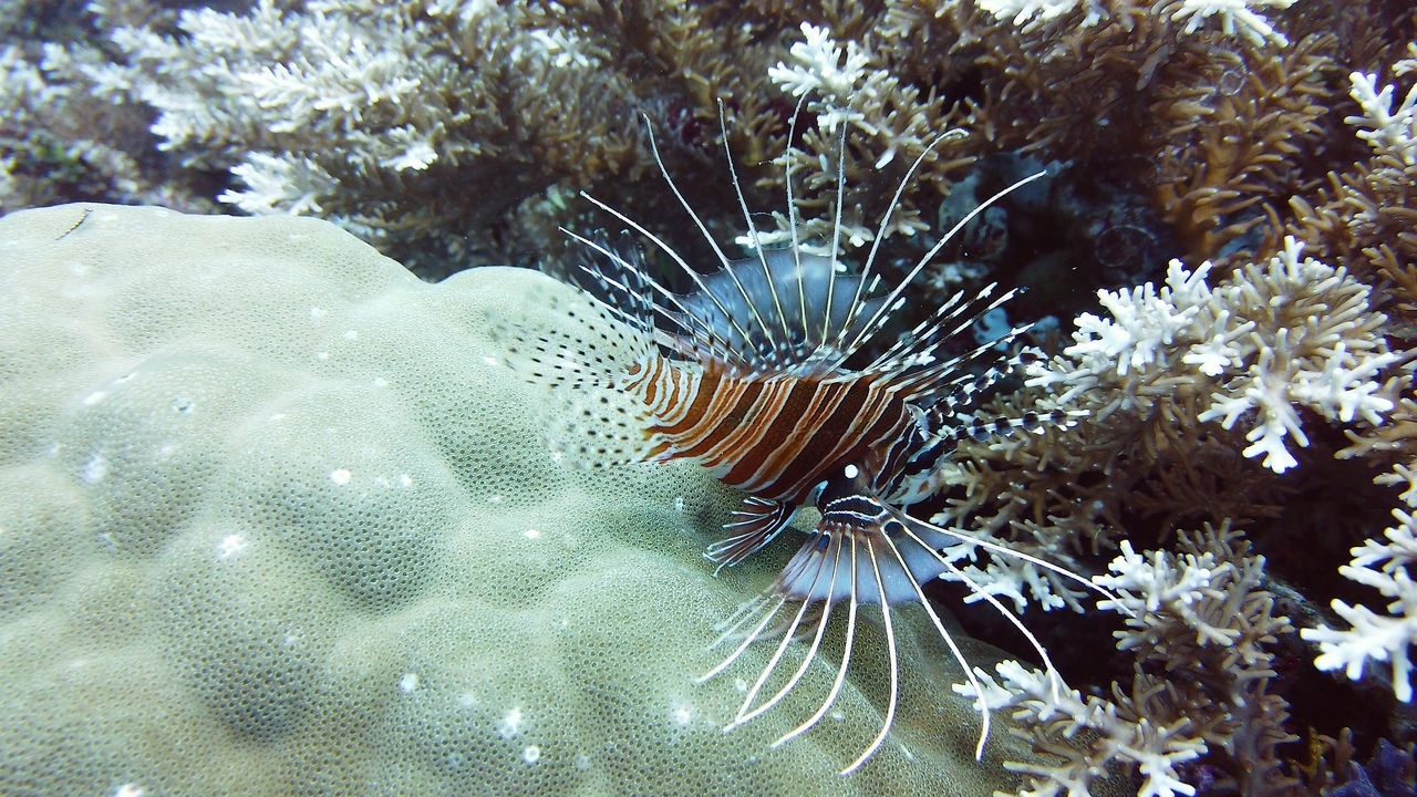 animal themes, animal, wildlife, animal wildlife, reef, underwater, sea, sea life, marine biology, undersea, water, marine, lionfish, nature, fish, coral, aquarium, no people, one animal, coral reef, marine invertebrates, beauty in nature, swimming, coral reef fish, outdoors, close-up, sea anemone