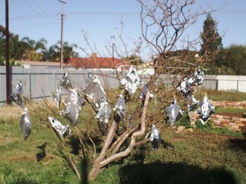 Trees on grassy field