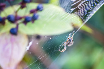 Close-up of spider on web