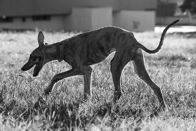 Side view of horse on field
