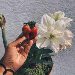 Cropped image of person holding strawberry by white flowers against wall