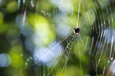 Close-up of spider on web