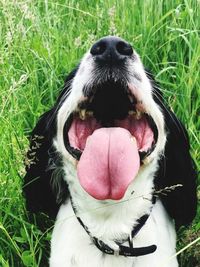 Close-up of dog on field