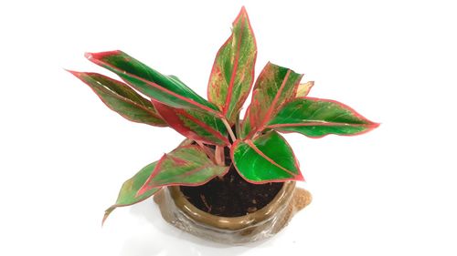 High angle view of potted plant against white background