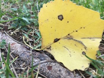 Close-up of yellow leaf