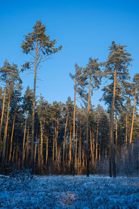 Pine trees in forest against sky during winter