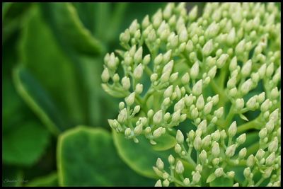 Close-up of plant