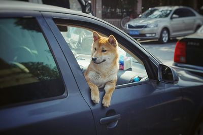 Dog sitting on car window