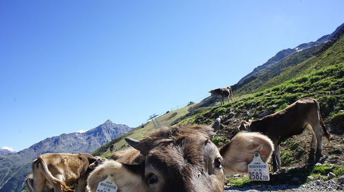 Cattle on mountain against clear blue sky