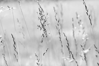 Close-up of plants growing on field