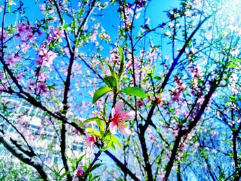 Low angle view of flower tree