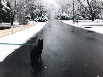 Dog on snow covered landscape