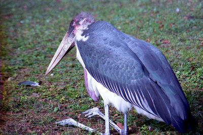 Close-up of bird perching on a field