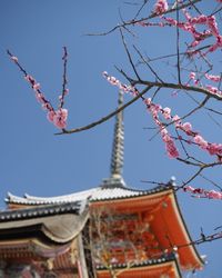 Low angle view of cherry blossoms against sky