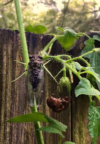 Close-up of green plants in water