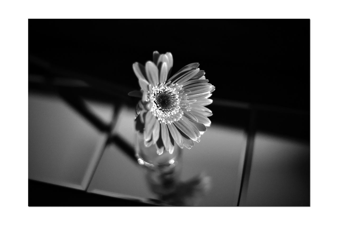 CLOSE-UP OF FLOWER ON WHITE WALL