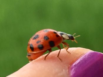 Close-up of ladybug on hand