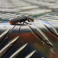 Close-up of fly