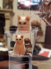 Close-up of cat in glass