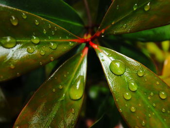 Close-up of wet plant leaves