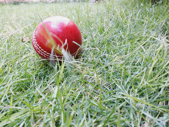 Close-up of red crab on grass field