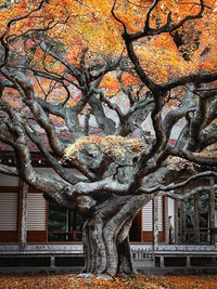 Low angle view of tree