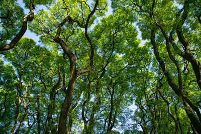 Low angle view of trees in forest