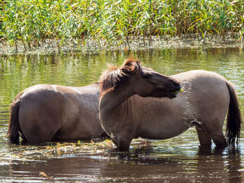 View of horses drinking water in lake