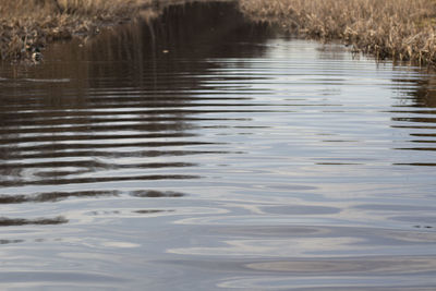 View of duck swimming in lake