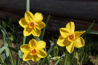 Close-up of yellow flowering plant