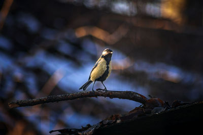 Bird perching on a branch