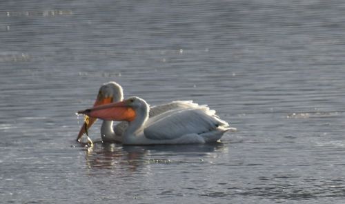 Swan swimming in lake