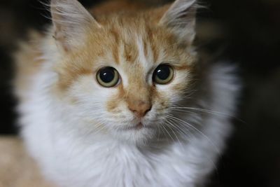 Close-up portrait of cat