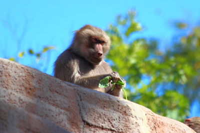 Low angle view of monkey on tree against sky