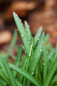 Close-up of water drops on leaf