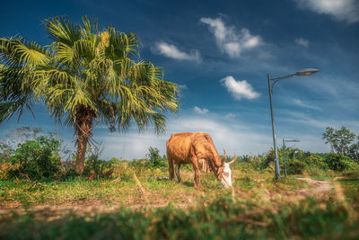 Horses grazing on field against sky