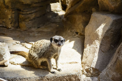 Portrait of meerkat on stone