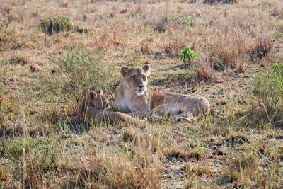 Momma lioness