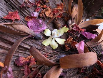 Close-up of flowering plant with dry leaves